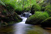 蕨类、苔藓、水