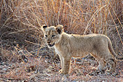 南非:克鲁格国家公园的小狮子