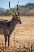 南非:Krugersdorp附近的Waterbuck