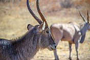 南非:Krugersdorp附近的Waterbuck