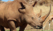 南非:白犀牛