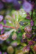 雨滴落在树叶上