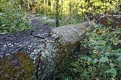 佛蒙特州分解倒下的原木，真菌地衣苔藓，宝石草