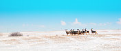 骡鹿在冬天雪地上，害怕