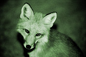 通过夜视镜观察狐狸的模糊图像。