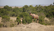 托皮羚羊站在土墩上，马赛马拉，肯尼亚