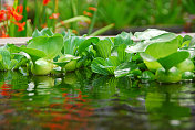 水生菜漂浮在池塘里。