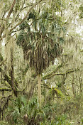 绿色棕榈树在佛罗里达森林佩恩斯草原州立公园