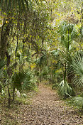 佛罗里达佩恩斯草原上的棕榈树林道