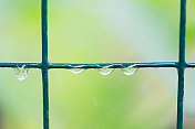 雨点落在花园篱笆上