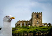 海鸥守卫城堡