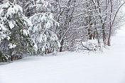 雪树-明尼苏达的冬天