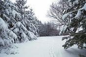 穿越积雪覆盖的树木――明尼苏达的冬天