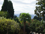 意大利佛罗伦萨的地中海树木