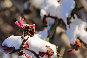开花荚蒾与博德南腾斯黎明在雪中