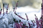 白雪中美丽的紫色石南花