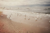 海滩上一群海鸥