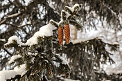 在冬天的日落与雪云杉球果景观。