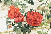 法国普罗旺斯的一面墙上挂着复古玫瑰