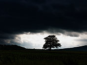 阴沉的天空和孤独的树