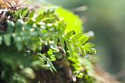 蕨类植物开花