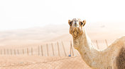 阿拉伯联合酋长国迪拜沙漠中的骆驼
