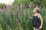 户外女孩在野花草地粉红色的fireweed Mitcham Common