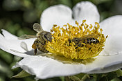 蜜蜂采集黄色花粉