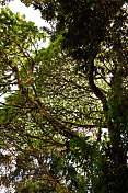 卢旺达:Nyungwe雨林