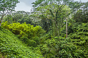 郁郁葱葱的夏威夷丛林，热带雨林景观