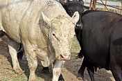 农业:年轻的夏洛伊牛在一个畜栏与母牛