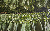 古巴比纳尔德尔里约热内卢雪茄干燥烟叶