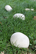 巨大的蘑菇蘑菇真菌在草中生长