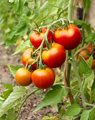 葡萄成熟的红番茄