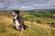 边境牧羊犬坐在威尔士山坡