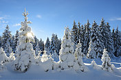 阳光照耀的冬季景观，云杉森林覆盖的雪