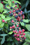 野生黑莓果实的形象，黑莓植物长着果实