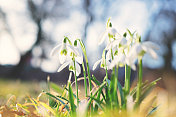 雪花莲(雪花)