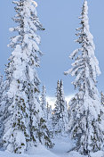 冬天，高大古老的雪覆盖着挪威的云杉