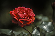 单一的红玫瑰