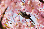 春天樱花枝上的小鸟