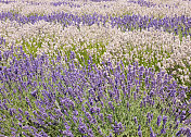 紫色与白色薰衣草