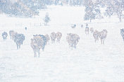 一群牛站在暴风雪中