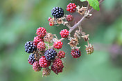 野生黑莓果实的形象，黑莓植物长着果实
