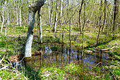 春季森林湿地