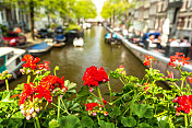鲜花阿姆斯特丹运河