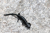 高山蝾螈 (Salamandra atra)