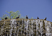 在那里/ Pigeon