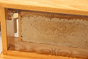 蜂房板/六角形蜂房，玻璃柜，养蜂