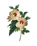 Althaea frutex | Redoute Flower插图